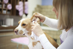 cleaning dog ears